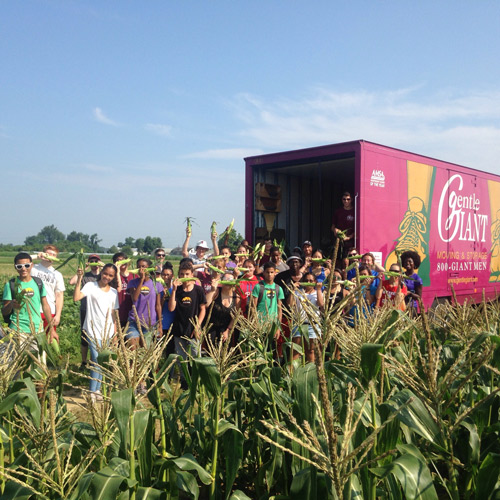 GentleGiantPhilabundanceGleaningEvent2018_August6-(2)-web.jpg