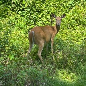 Deer staring at camera.
