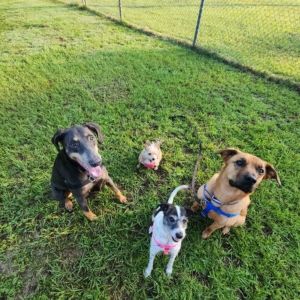 Dogs sit looking up at camera